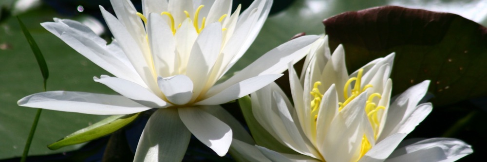 中部と関西地方の葬儀風俗の写真